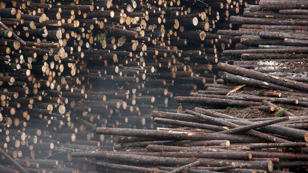 Piles of logs await processing at the UPM paper mill in Kajaani, Finland. File Photograph: Bob Strong/Reuters