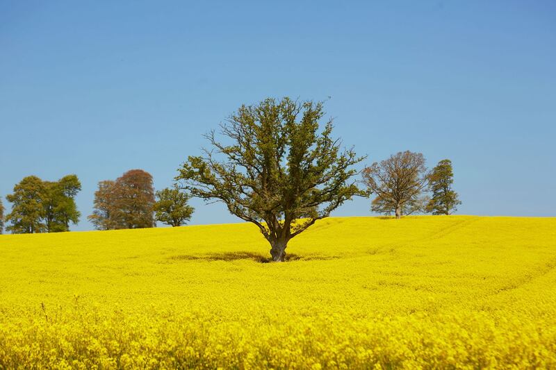 Summer Pix 2019: Clonmel rapeseed field. Photograph: Kirsty Lyons