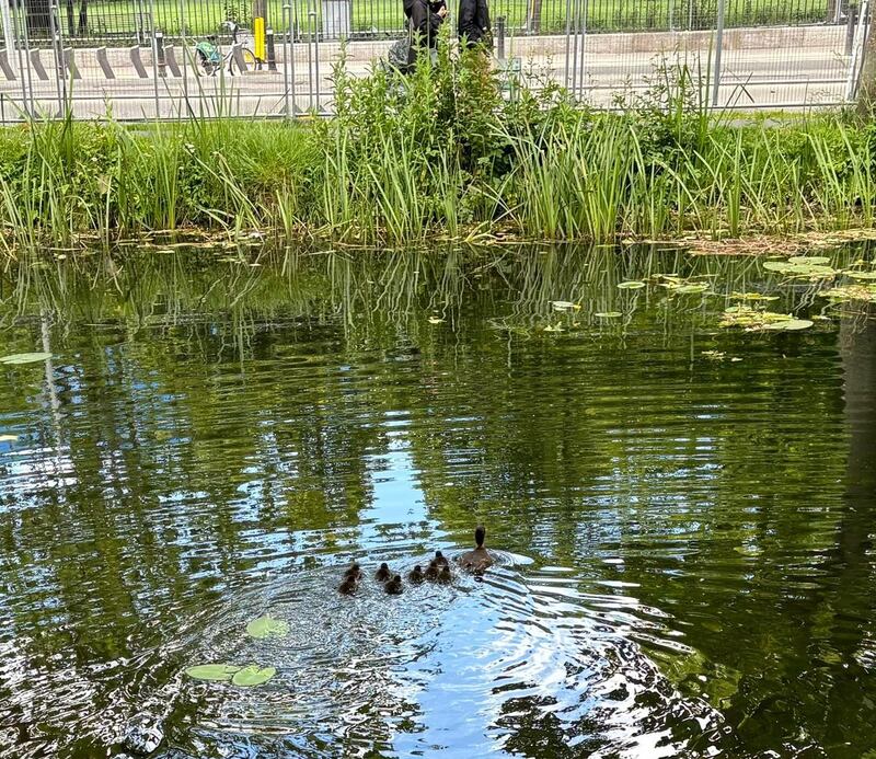 Mother duck and ducklings on Dublin's Grand Canal