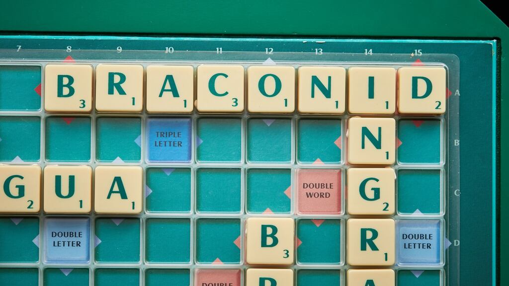 The crucial word  braconid, meaning a parasitic wasp, in the World Scrabble Championship Final at Grand Palais, Lille, France. Photograph: Michael Bowles/Deft Productions/PA Wire