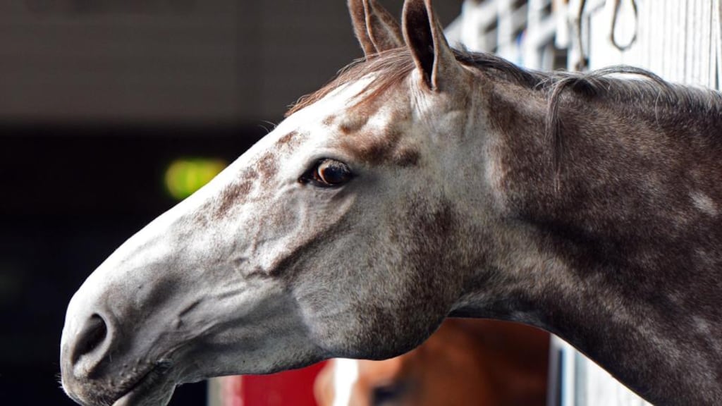 Horseware, which sells about €33 million of horse and rider clothing each year, has a sales tent at the RDS Simmonscourt today, as part of the Dublin Horse Show.
