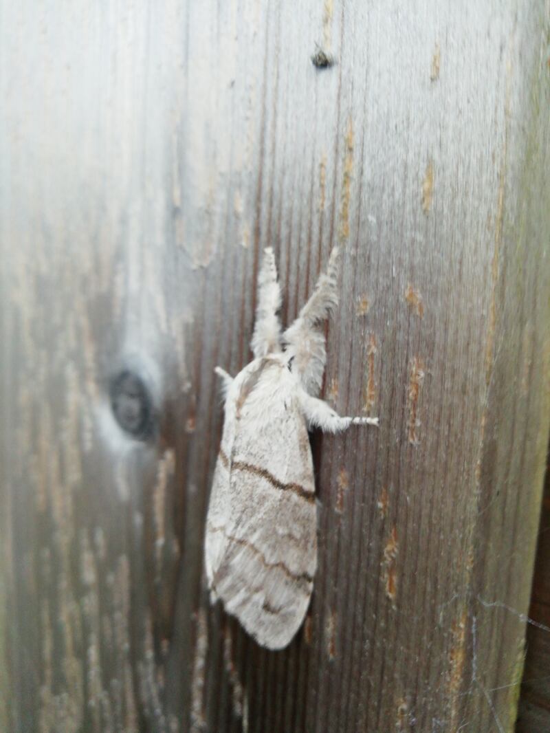 Pale tussock moth. Photograph supplied by Ita Delogu