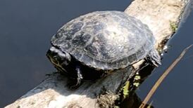 Eye on Nature: Is this a lost pet I found by the Liffey’s banks?
