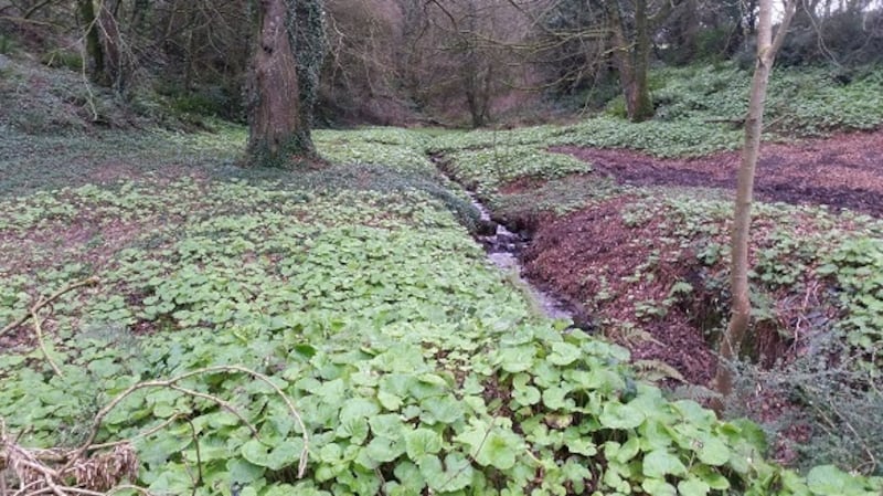Winter heliotrope in the Loobagh catchment. Photograph: Limerick City and County Council
