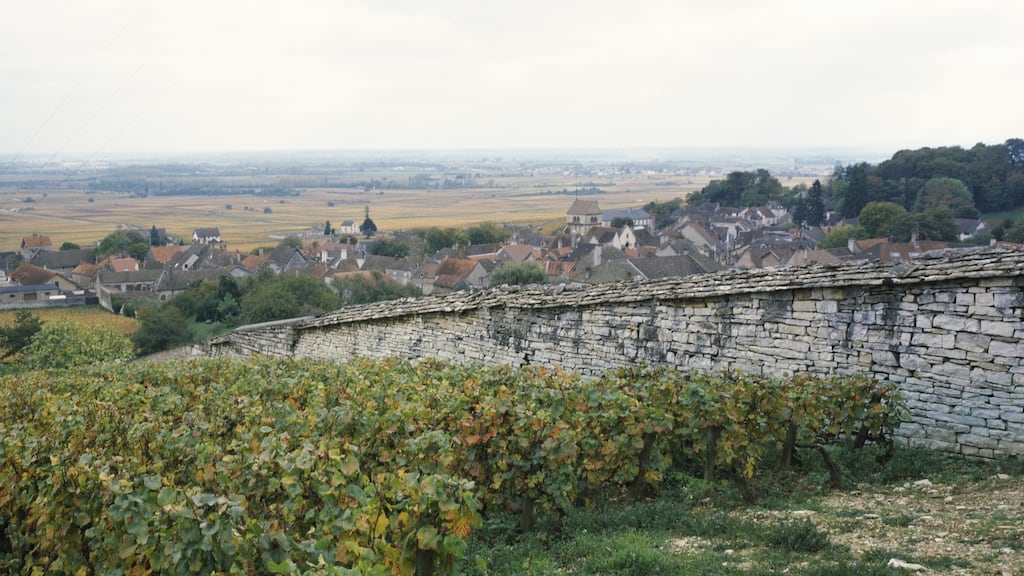A vineyard in Volnay, Cote de Beaune, Burgundy. Photograph: Panoramic Images