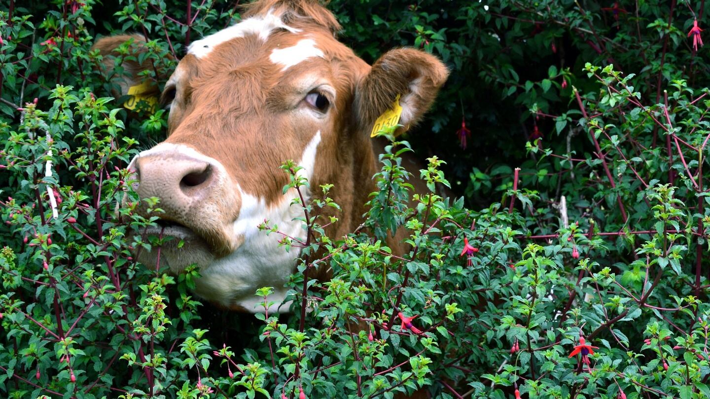 A cow in Connemara, June. Photograph: Albert Fenton