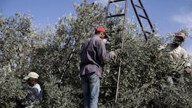 Bitter harvest for Palestinian olive farmers