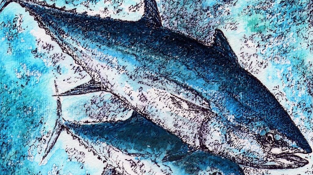 Atlantic bluefin is the largest tuna; it can reach over 600kg and live for more than 30 years. Illustration: Michael Viney