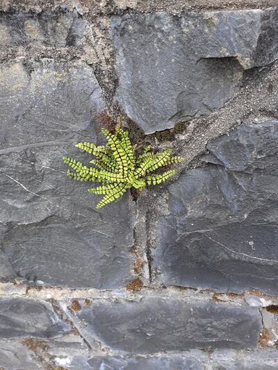 Maidenhair spleenwort. Photograph supplied by Oliver Hunter