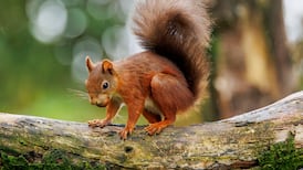 Mother nature: The mystery animal was bright-eyed, bushy-tailed and hanging about for no one