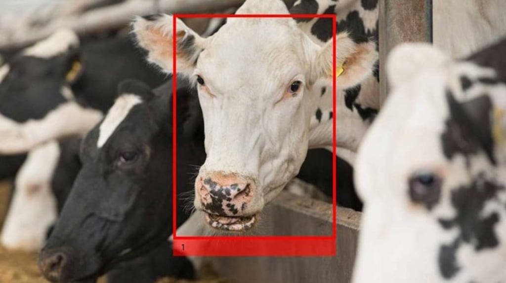 Who said moo? Cainthus uses breakthrough predictive imaging to monitor the health and wellbeing of livestock