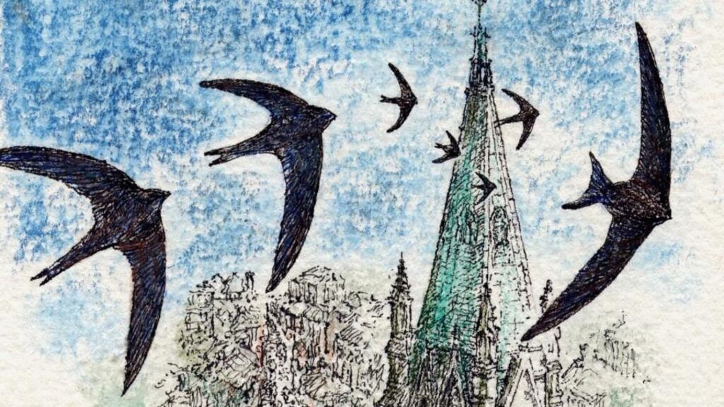 Higher and spire: David Lack studied swifts in Oxford. Illustration: Michael Viney