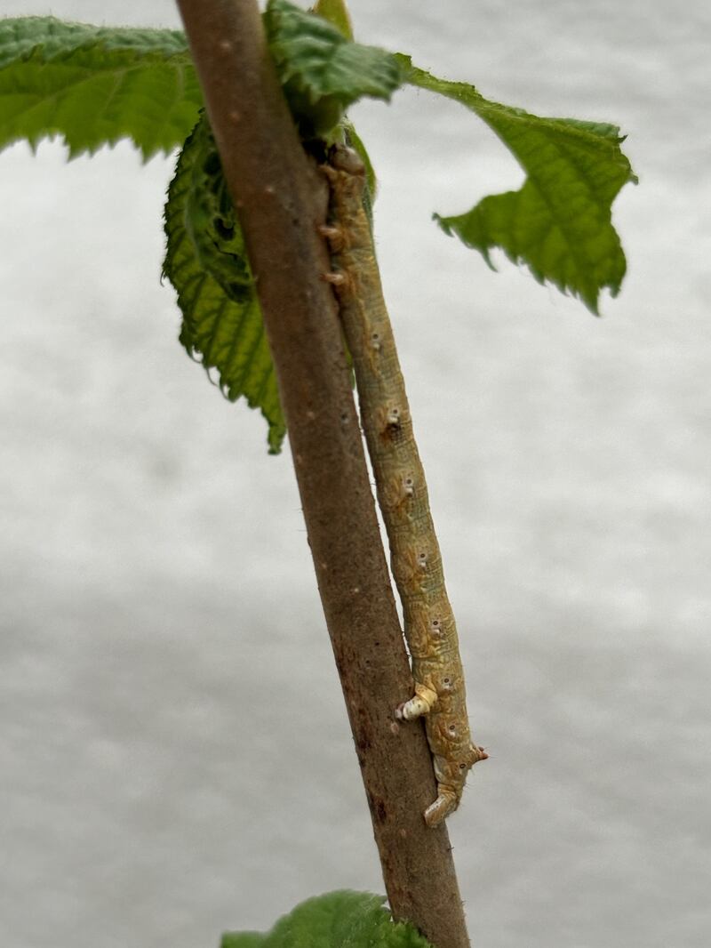 Looper caterpillar. Photograph supplied by Emmet Folens