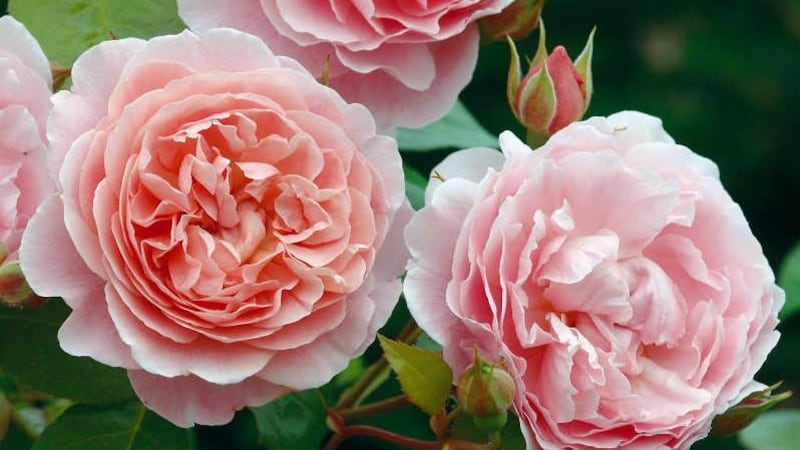 Giving to a gardener? Here's 35 great gifts for Christmas