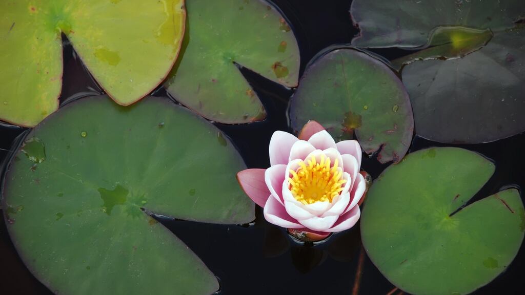The leaf of the lotus flower’s ability to repel dirt inspired many man-made designs, including self-cleaning glass