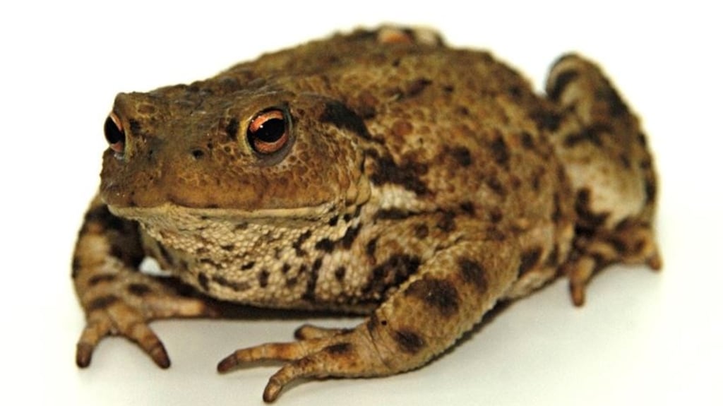 Trevor the toad was captured in a garden in south Dublin. Photograph: Rob Gandola