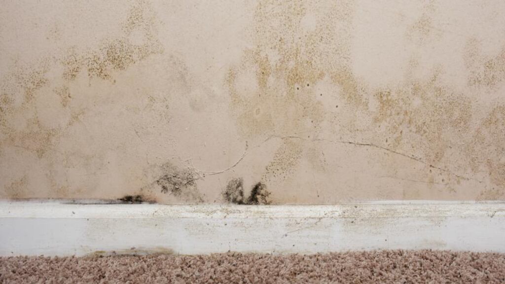Virtually every old house will have some sort of damp problem
