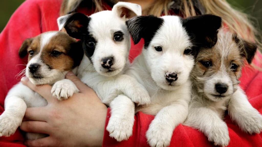 Puppies. DSPCA says too much unregulated dog trading is taking place on websites such as DoneDeal. Photograph: David Sleator/ The Irish Times
