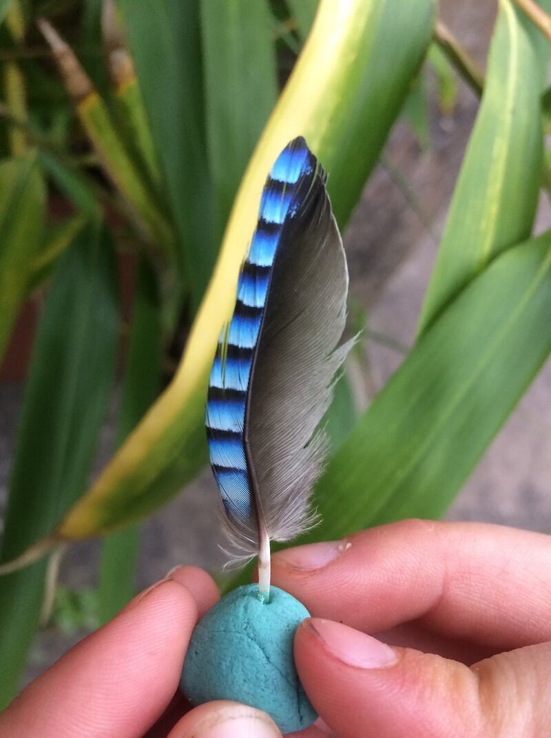 Jay feather