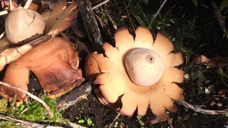Earth star fungus