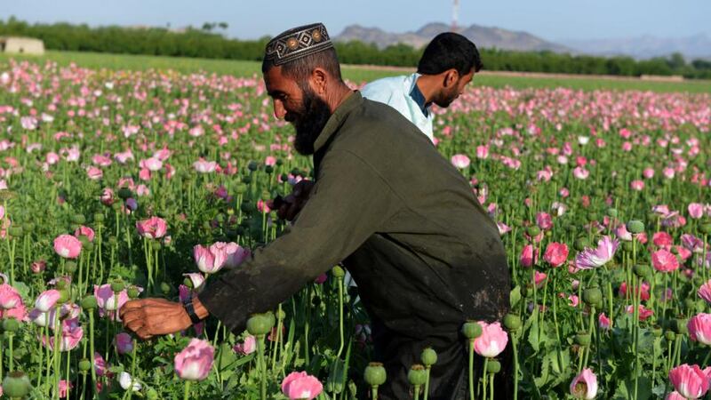 Opium crop: If Irish farmers were offered a bonanza in the cultivation of opium poppies, would we ignore the harm to public health, social wellbeing and individual lives? Photograph: Jawed Tanveer/AFP/Getty