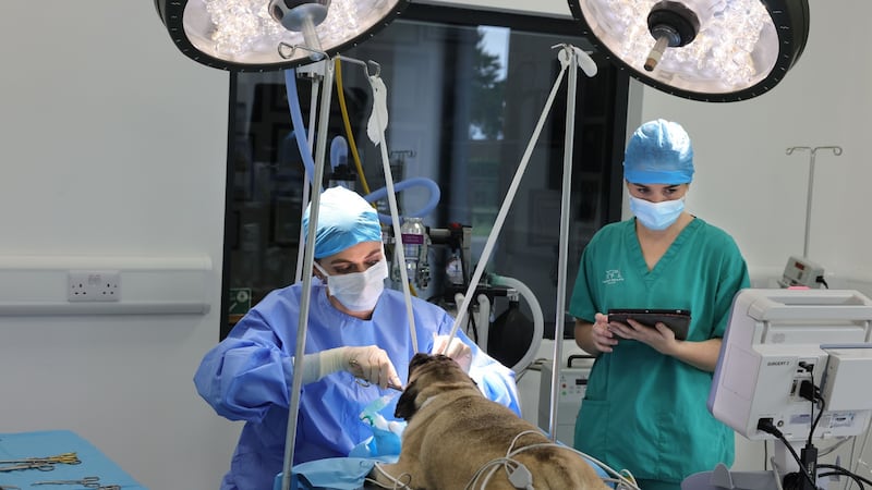 Dr. Laura Cuddy and Elmer Geoghegan at Veterinary Specialists Ireland, in Clonmahon, Summerhill, Co Meath. Photograph: Dara Mac Dónaill