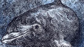 Another Life: ‘Dolphin initiatives’ can start swimmingly but end badly