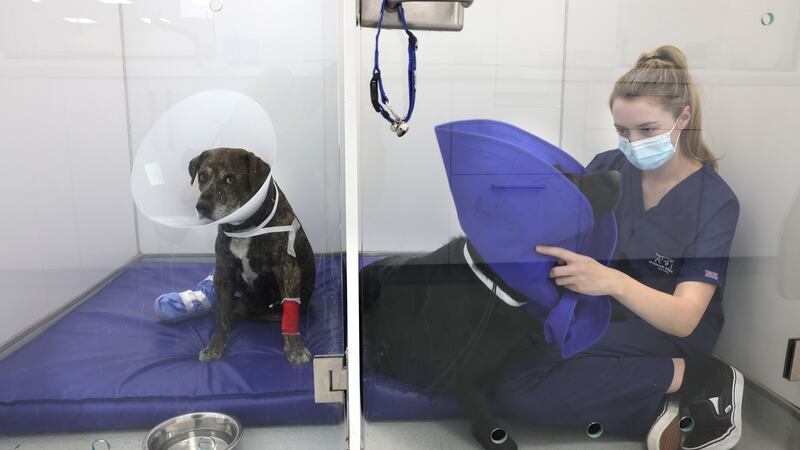 Orla O Connor, on the dog ward, at Veterinary Specialists Ireland, in Clonmahon, Summerhill, Co Meath. Photograph: Dara Mac Dónaill