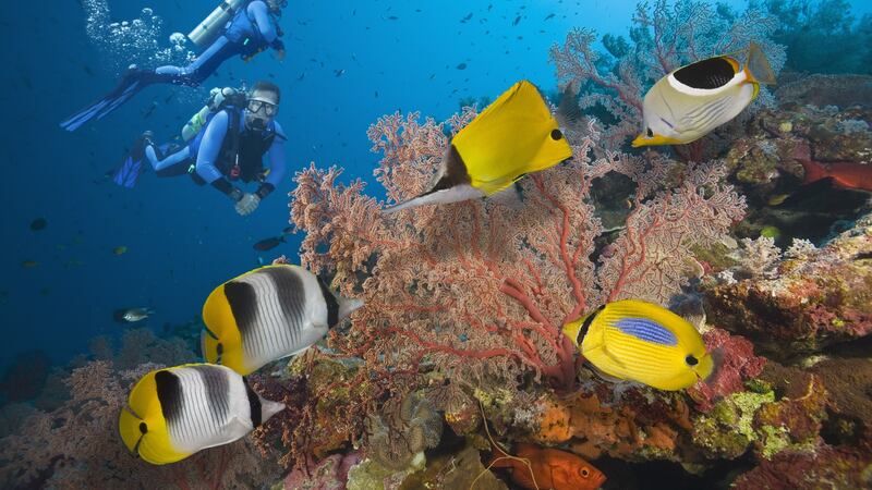 Scuba Divers explore the Great Barrier Reef. Photograph: Jeff Hunter/Getty