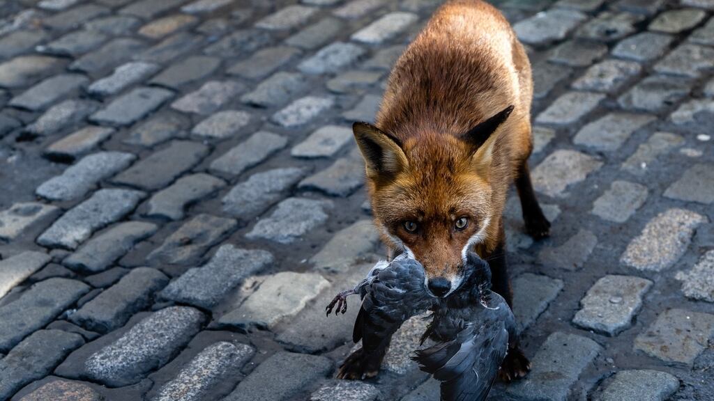 Dublin for Sam: the capital’s fox having its breakfast on Friday. Photograph: Paul Lanigan
