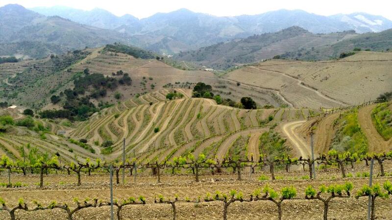 The Parra family are based in the warmer La Mancha region of Spain. This wine combines the elegance and acidity of Graciano with the stuffing provided by the La Mancha heat.