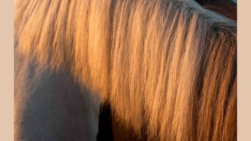 Limited edition silk scarf by Dorothy Cross