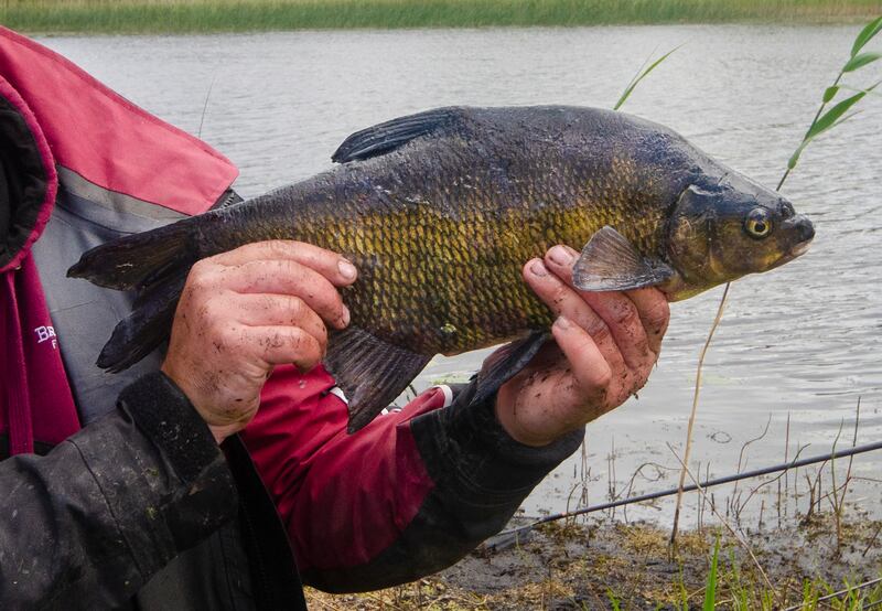 A bream from a Co Roscommon lake. Bream are included in the national regulations regarding coarse fish