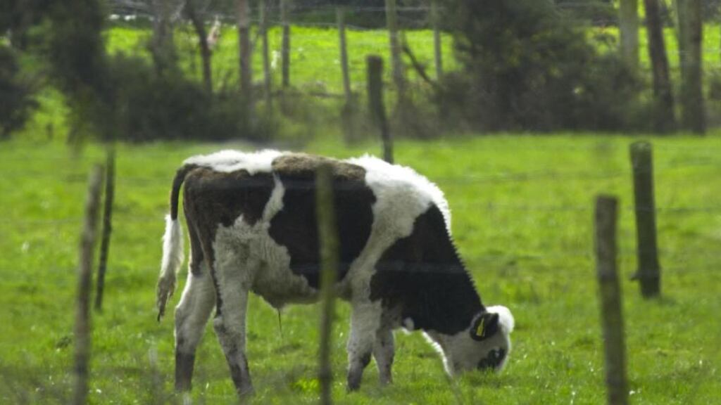 The Social Farming Across Borders project involved 20 farmers who brought 66 people with intellectual disabilities and mental health issues to work on their farms for a year. Photograph: Alan Betson.
