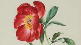 Lydia Shackleton botanical paintings illustrate blossoming for women
