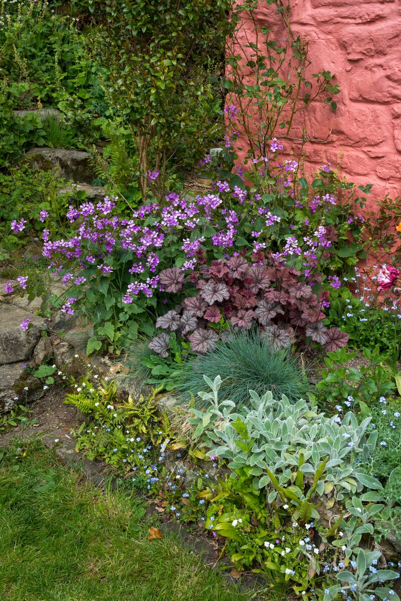 Honesty, Heuchera, Festuca and Stachys. Photograph: Getty
