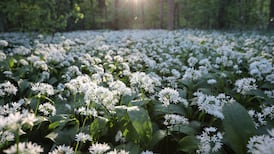 Blooming marvellous: A wildflower walk