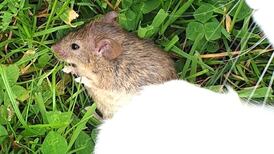 I rescued this mouse from my cat, what kind is it? Readers’ nature questions