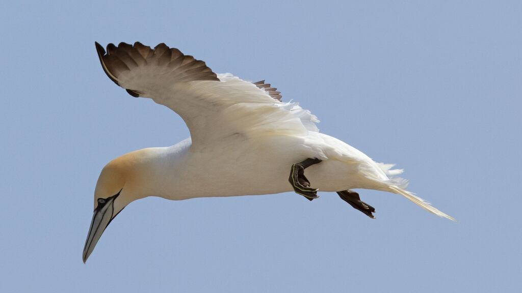 Come spring, exams done, we got the call. Guillemots and gannets and Manx shearwaters dove and dodged through the light swell, as we headed west on his rigid inflatable.