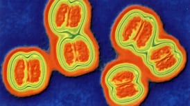 Teenager in Clare dies after contracting meningitis