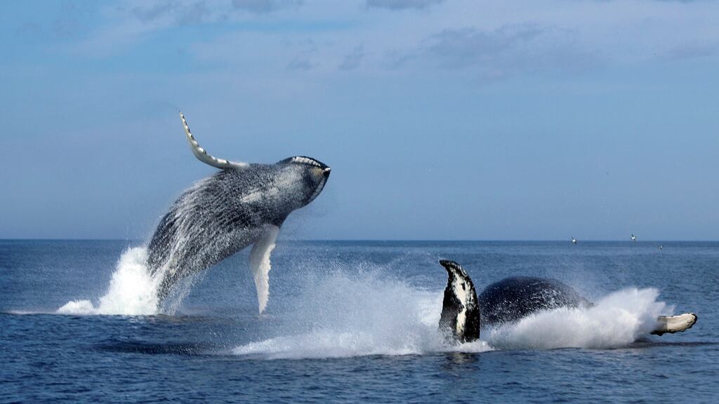 A whale breaching during a tour with O’Brien’s Whale and Bird Tours in Newfoundand and Lanrador. Photograph: Destination St John’s