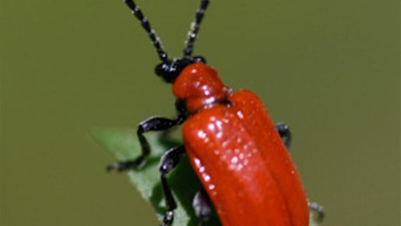 Eyes on nature: the red lily leaf beetle that John Derby found on a lily plant