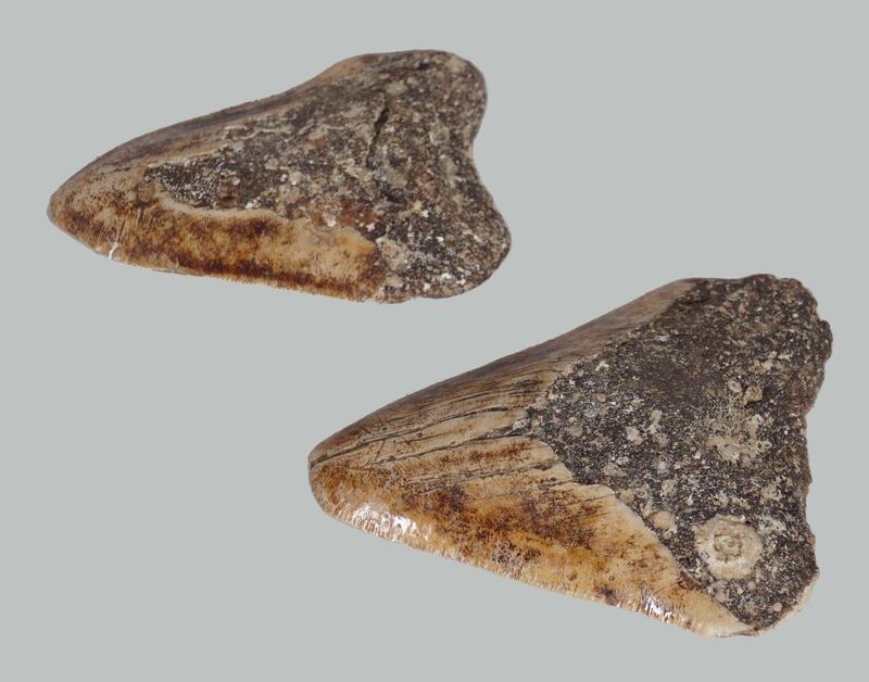 Megalodon shark teeth