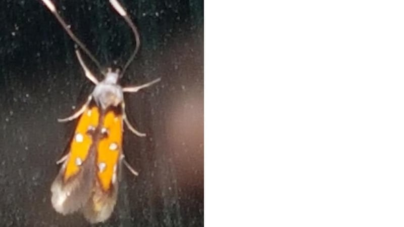 It’s a male damsel bug, Loricula elegantula