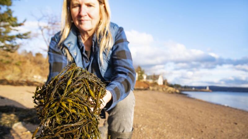 Seaweed has been proven to have a near-miraculous effect on plant health and vigour. Photograph: iStock