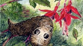 Fuschia bushes a promising habitat for the elephant hawkmoth caterpillar