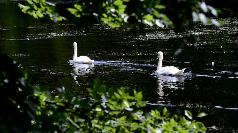 Swans in Marlay Park at the site of the pontoon bridge. Photograph: Cyril Byrne