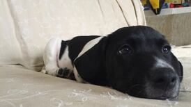 How Denis O’Brien has been helping my new dog sleep at night