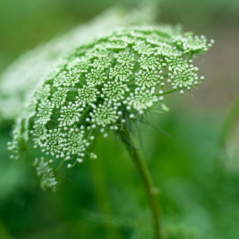 Close-up of the flower of Ammi visnaga. Photograph: Richard Johnston