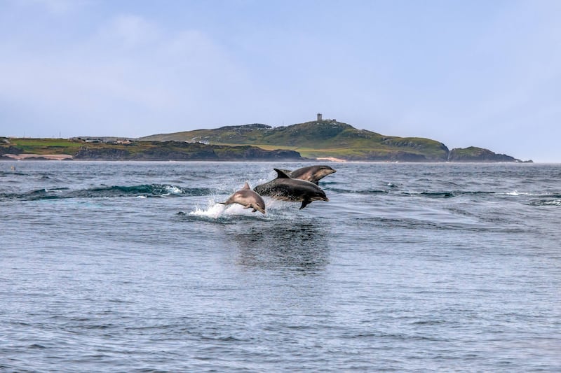 Dolphin family at Banbas Crown, Malin Head, Co Donegal.